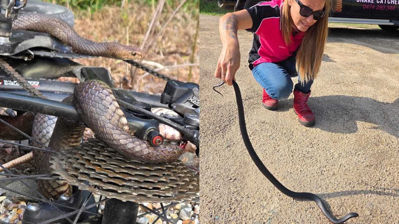 Cyclist bitten after snake gets tangled in bike chain; Deadly eastern brown leaves woman with lucky escape