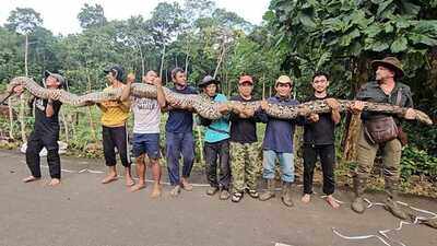 Meet 'Ibu Baron': Giant python in Indonesia confirmed as the longest wild snake ever officially measured