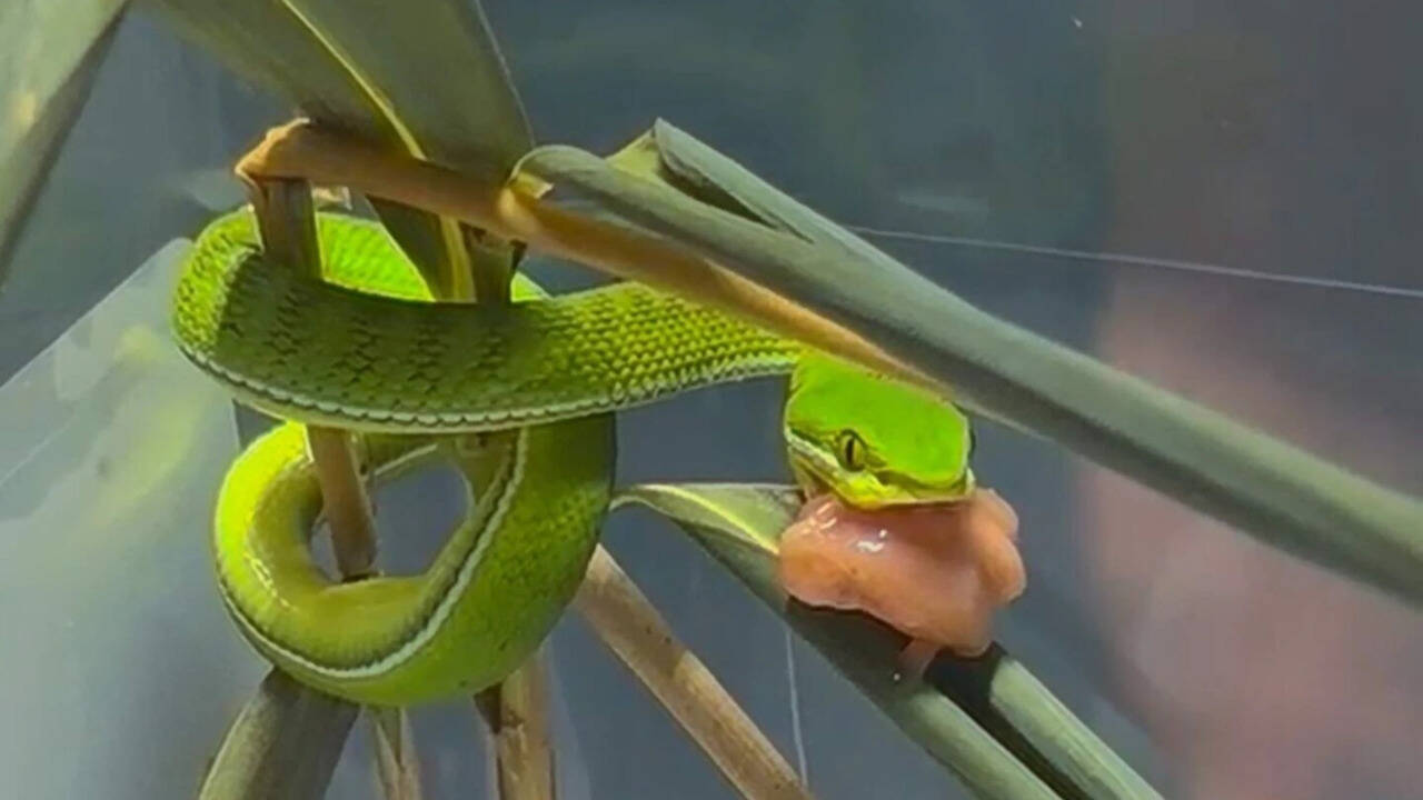 Virgin Viper in Belgium: Snake delivers 12 babies despite years of isolation — How did it happen?