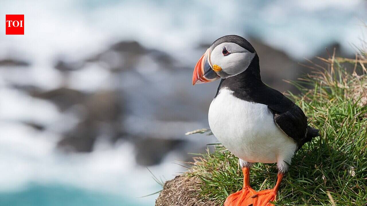 In 1973, a scientist set decoys on a Maine island and played recordings of a puffin colony: the birds returned, and the technique is now used worldwide to help lure seabirds back