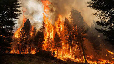 These ancient trees need fire to reproduce, but modern wildfires are now killing them completely