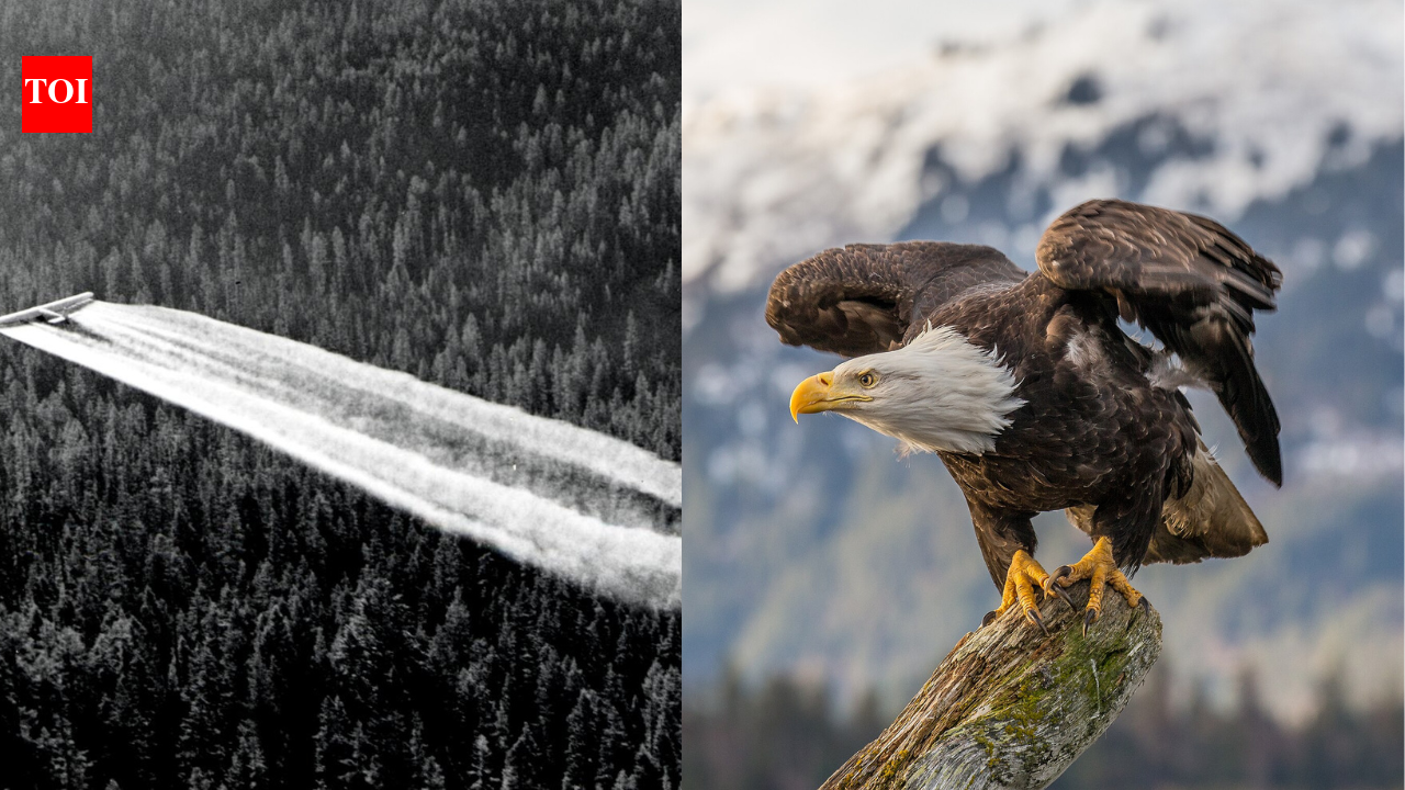 In 1967, scientists found the pesticide DDT was thinning eagle and falcon eggshells until they cracked: After the US banned it in 1972, bald eagles and peregrines came roaring back