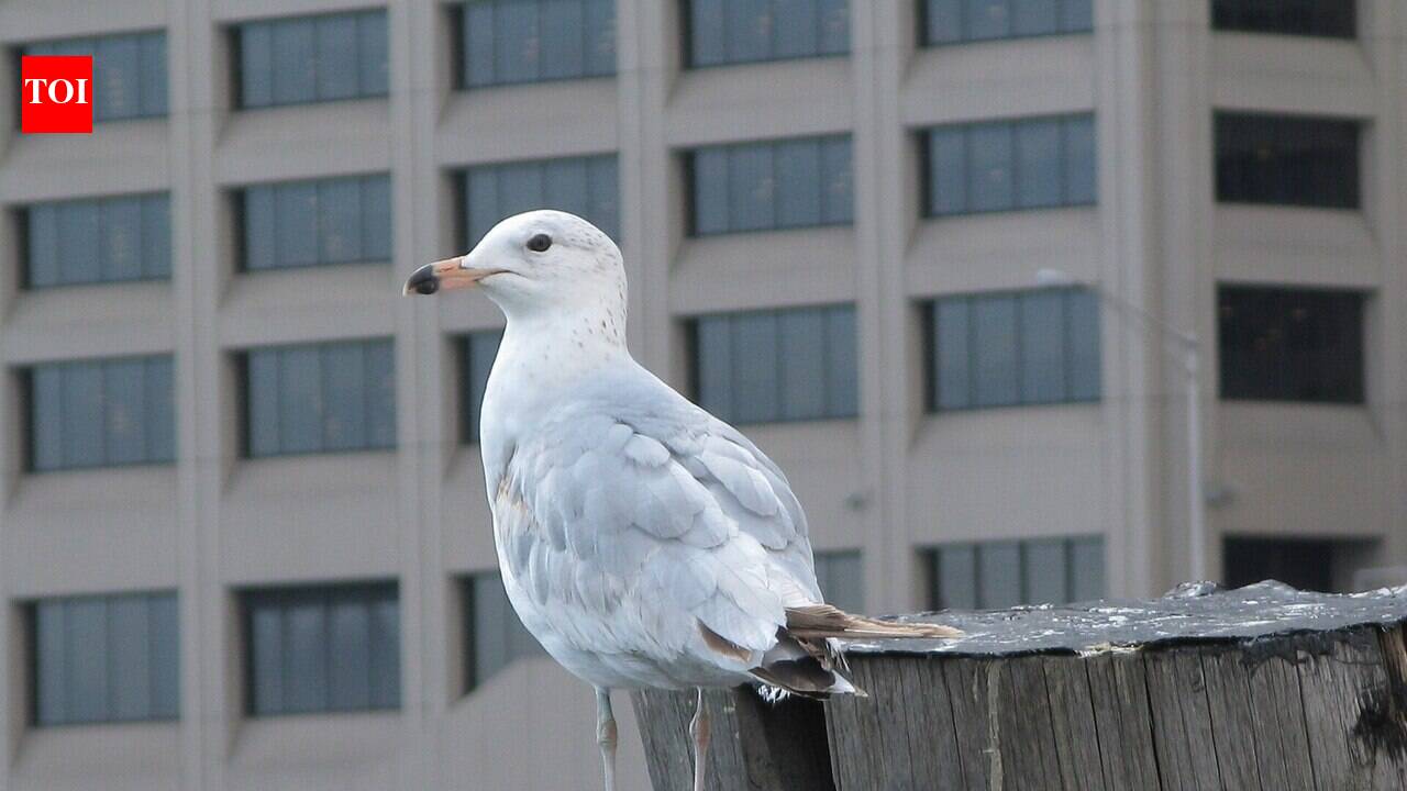After scientists showed birds crash into glass they do not recognise as a barrier, New York and San Francisco now require bird-safe materials in some new buildings