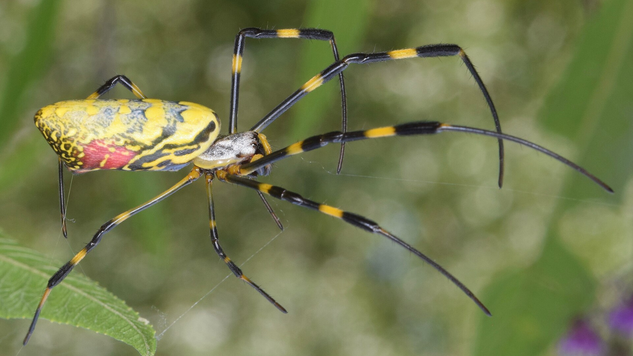 In 2014, a giant golden spider from Asia hitchhiked into Georgia in shipping cargo: It balloons across the sky on its own silk and is now spreading up the US East Coast