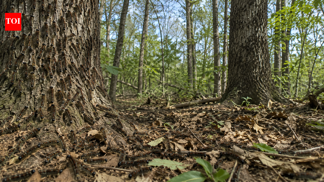 In 1869, a scientist brought moths to Massachusetts to breed silk: They escaped, and their caterpillars still strip millions of acres of forest bare