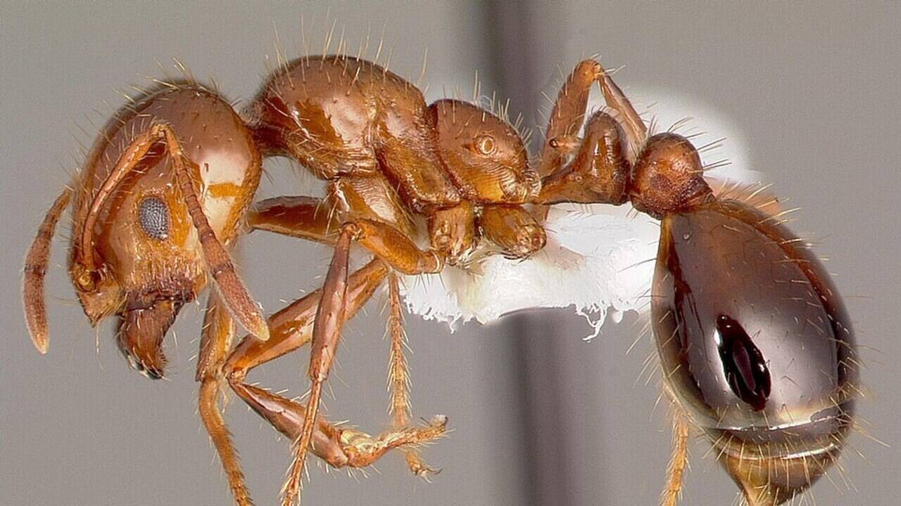 In the 1930s, South American fire ants likely arrived in Mobile, Alabama, in ship ballast soil, and today their stinging mounds cover much of the US South and cost billions to control
