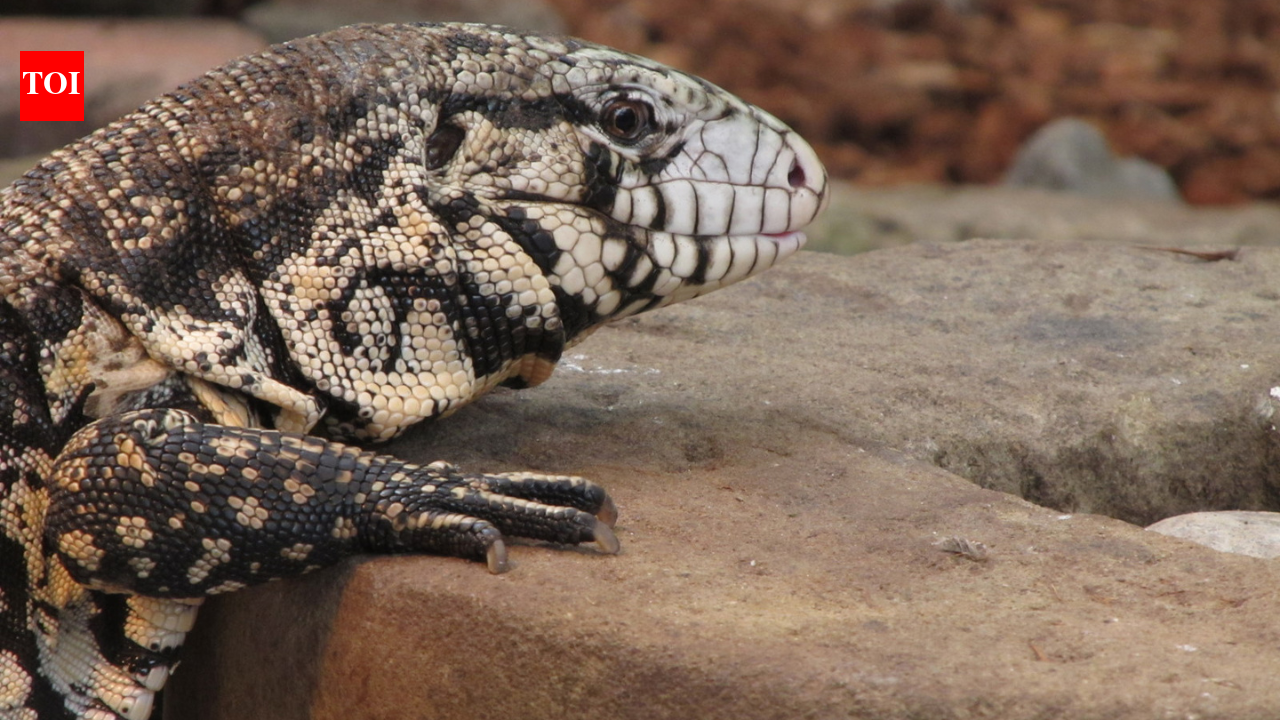 Since 2006, a big South American lizard released by pet owners has been breeding across Florida: It raids the nests of native birds and even alligators to eat their eggs.