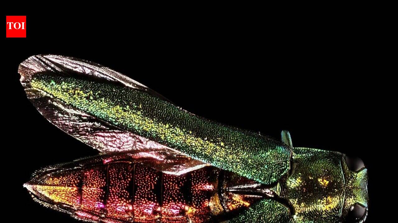 In 2002, an invasive insect slipped into Michigan in wood-packing crates: The emerald ash borer has since killed tens of millions of American ash trees