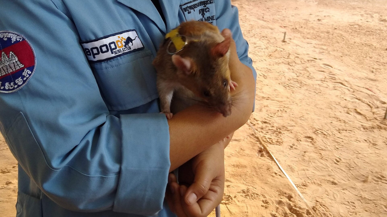 In the 1990s, a Belgian researcher trained giant African pouched rats to sniff out TNT: APOPO says its HeroRATS have helped detect more than 155,000 landmines and other explosives - The Times of India