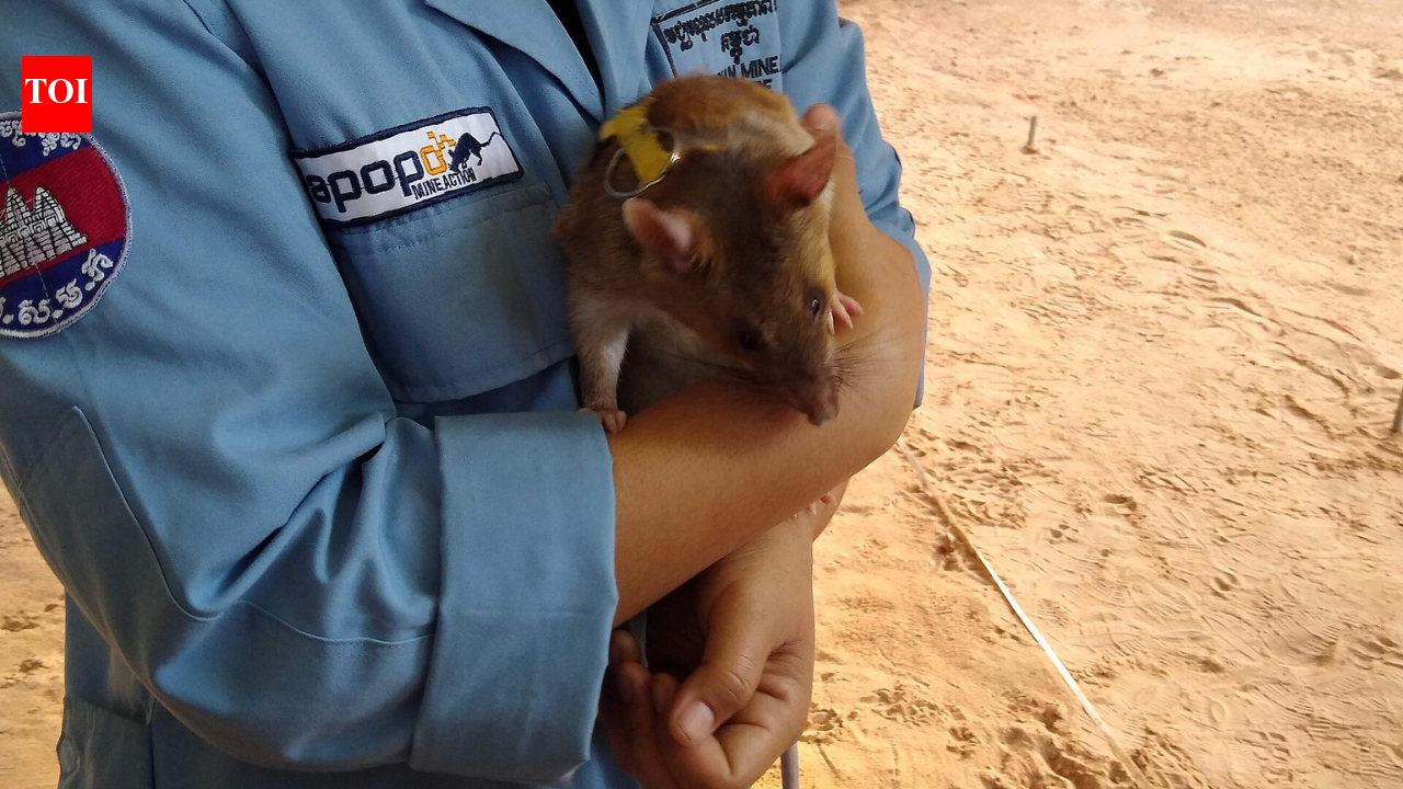 In the 1990s, a Belgian researcher trained giant African pouched rats to sniff out TNT: APOPO says its HeroRATS have helped detect more than 155,000 landmines and other explosives