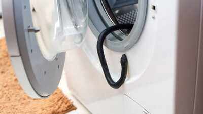 Snake in the washing machine? 7 Practical ways to keep snakes away from household items