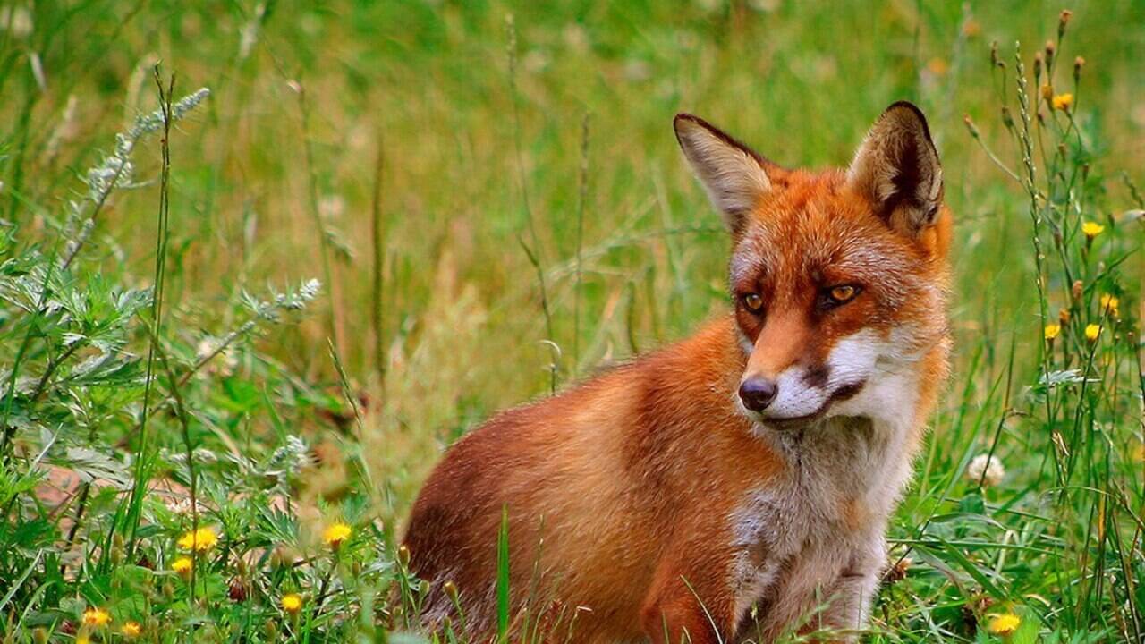 Brought to Australia for sport hunting in the 1800s, foxes devastated native wildlife, so Western Australia scaled up poison baiting in 1996, helping woylies and numbats recover