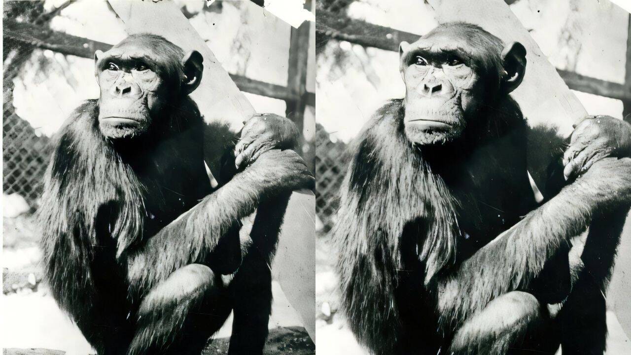 Famous chimpanzees solved puzzles that changed how humans understood intelligence, but their move to Berlin had a tragic ending