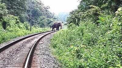 Madras HC stops Tamil Nadu forest dept from engaging NGOs to treat elephants in custody