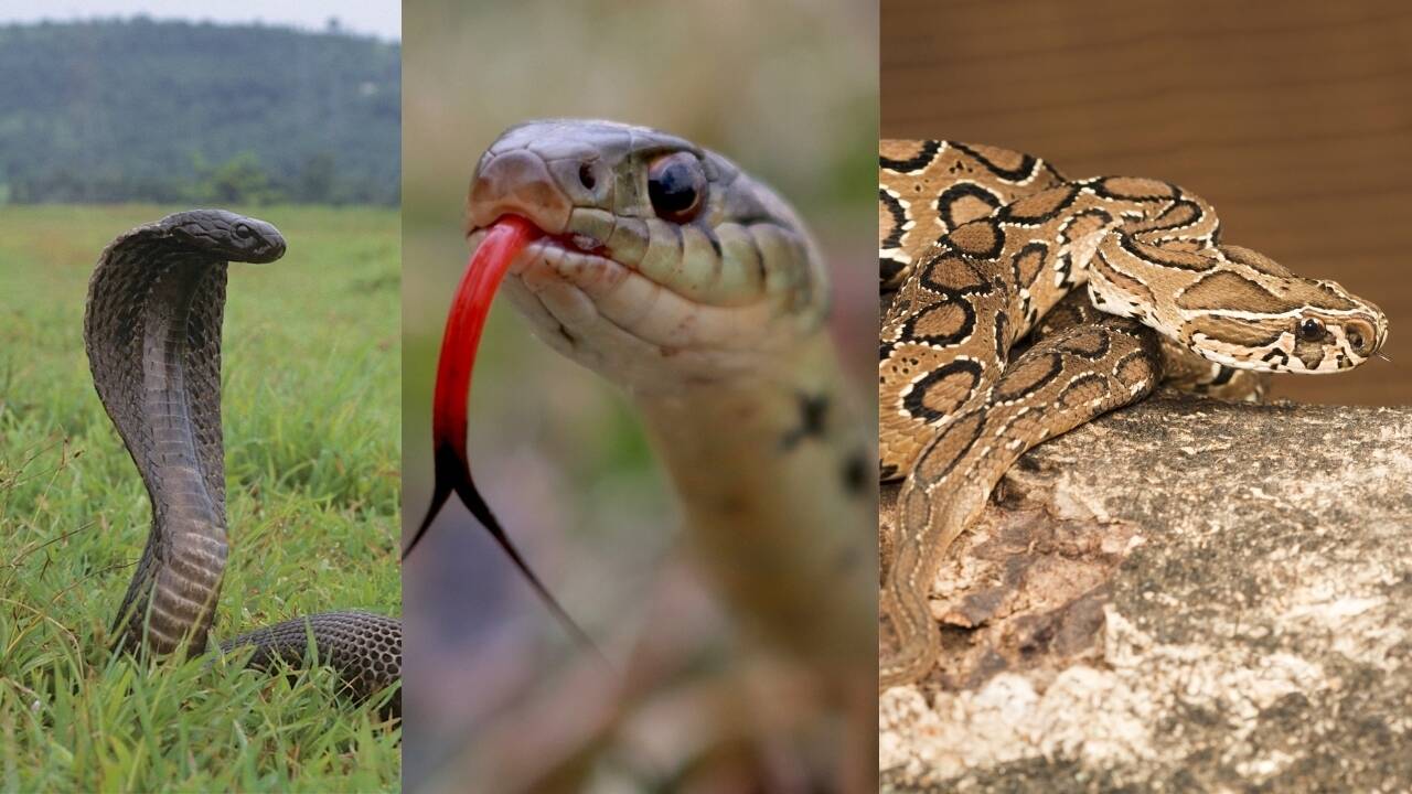 Meet India's Big Four: The venomous snakes every nature traveller should recognise