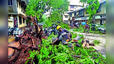 BMC prunes, removes fallen trees at 3,841 locations across Mumbai after damage due to heavy rain