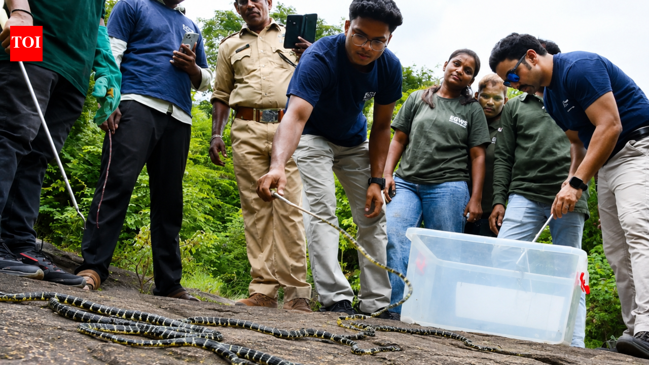 24 king cobra hatchlings released in forest after 6-week community vigil in Anakapalle dist
