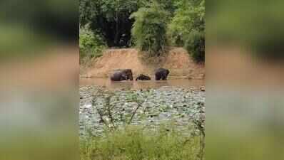 Wild elephants bathing in Anchetty lake grab eyeballs