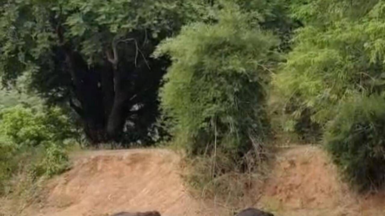 Wild elephants bathing in Anchetty lake grab eyeballs