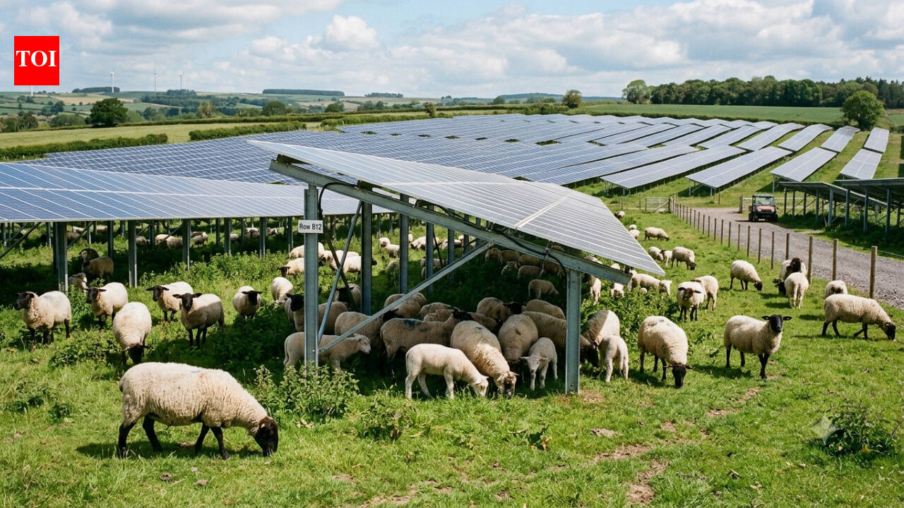 As Volkswagen puts 100 sheep to work, director says: Sheep project shows modern industry can...