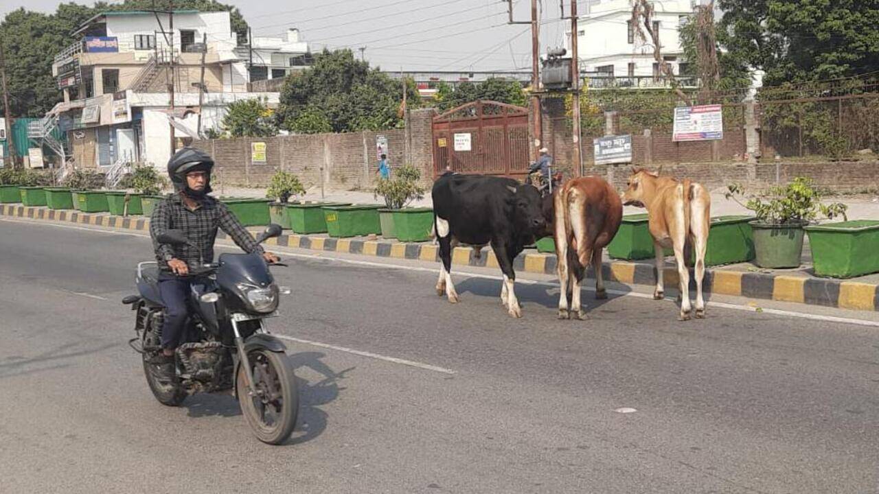 Dehradun residents seek action as stray cattle clog roads