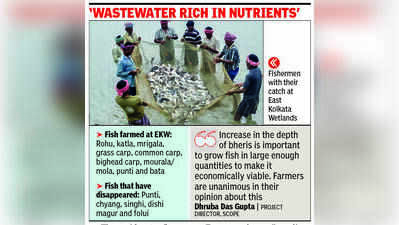 Restore sewage flow into EKW to revive indigenous fish: Experts