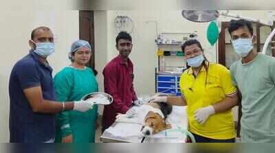 Beagle swallows earpod, undergoes 20-min non-invasive op after a week
