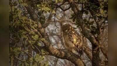 Bengal’s 1st owl survey records 11 species across 13 dists in 4 months
