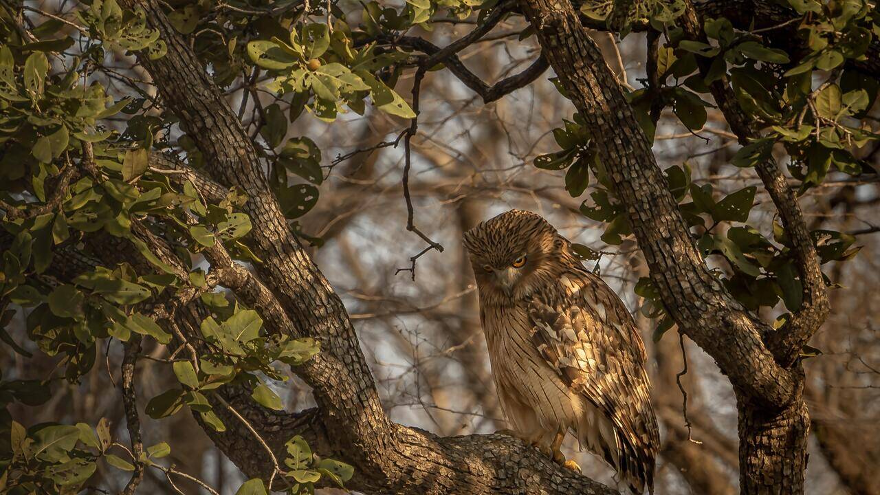 Bengal’s 1st owl survey records 11 species across 13 dists in 4 months