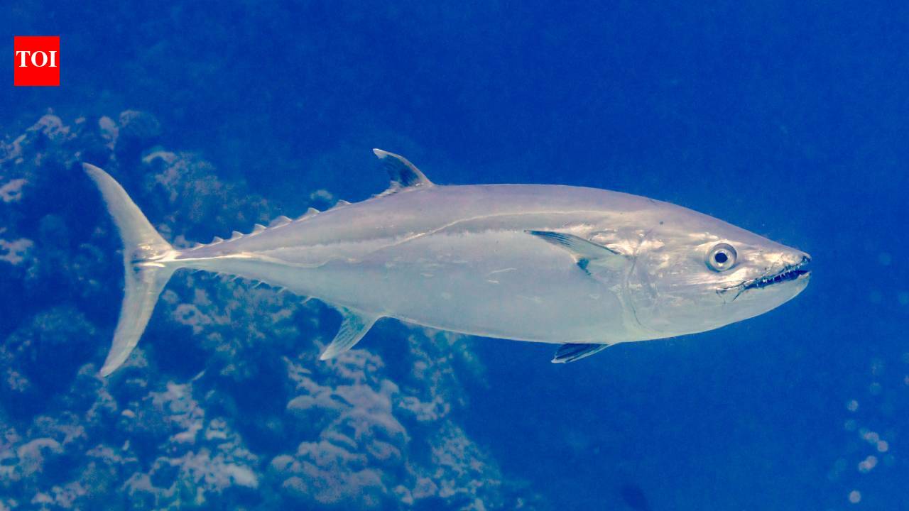 Tuna’s speed and warm blood evolved over 50M years, not from dinosaur asteroid