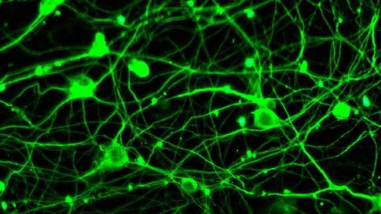 Plastic may harm kids’ ability to learn