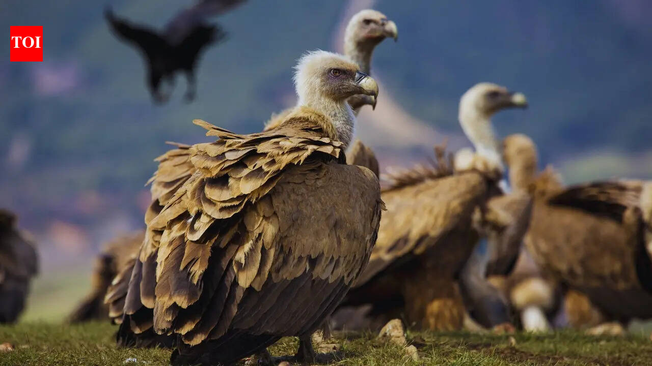 10 largest birds in India and where to see them
