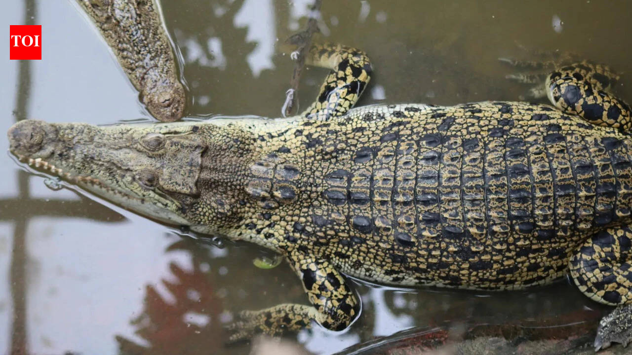 Israel clears way for crocodile-guarded prisons in controversial rule change