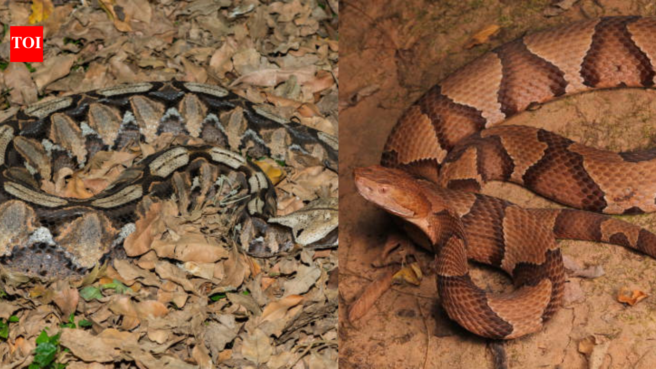 Nature's illusionists: Snakes with the most incredible camouflage that outsmart predators and prey