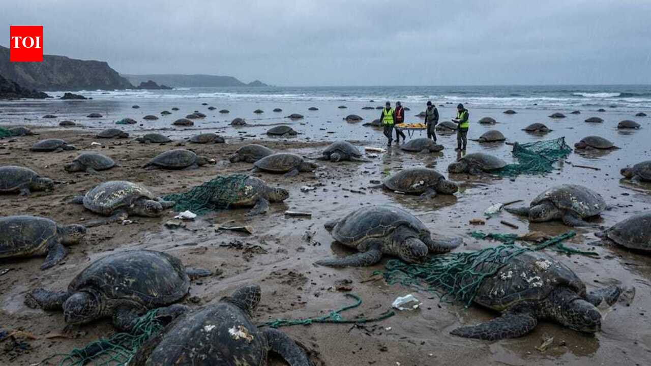 Nearly 150 turtles washed ashore after a brutal Canadian winter
