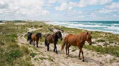 Sable Island is a remote sand island with no permanent residents, yet hundreds of wild horses roam freely across its shifting dunes