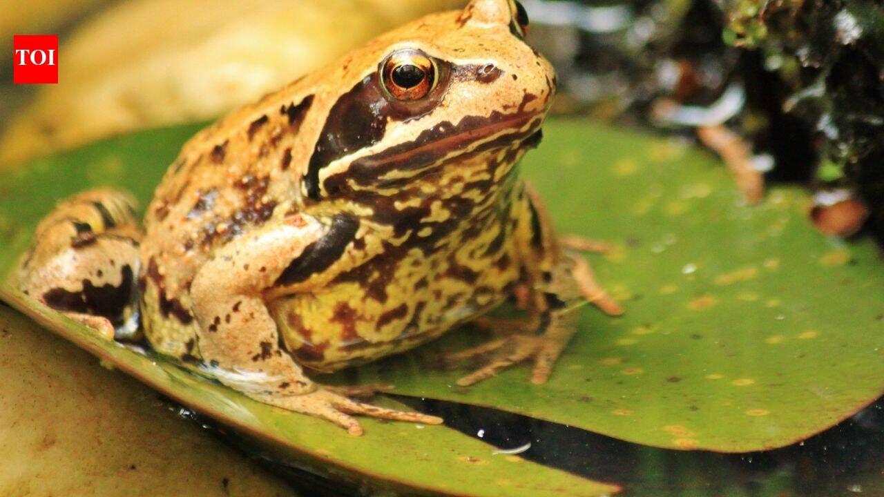 Warmer habitats push frogs and salamanders to change diets, study finds