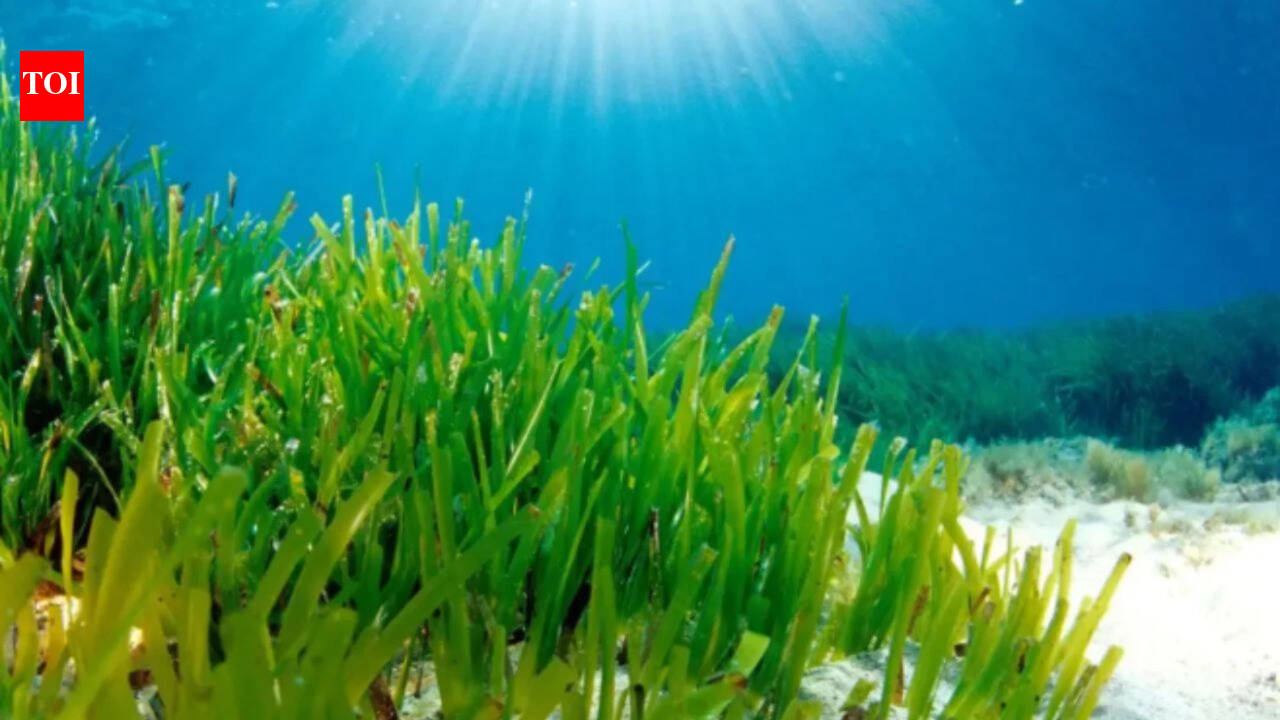 How seagrass survives in low light could help future crops
