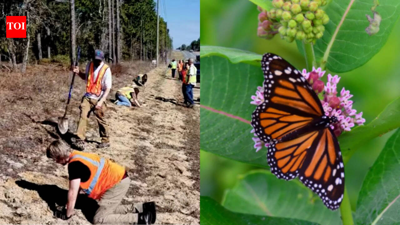Florida roadsides may become 10,200-acre corridor for monarch butterflies