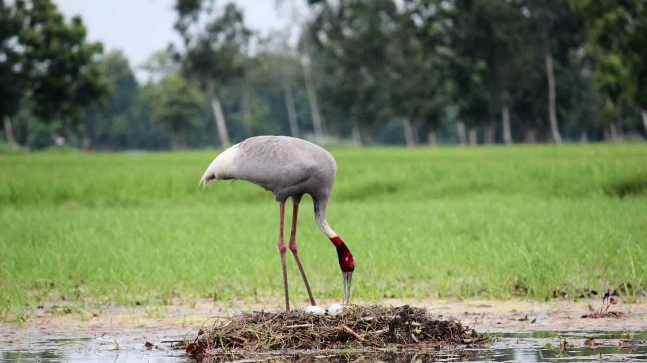 World’s tallest flying bird vanishing from West Champaran as wetlands shrink