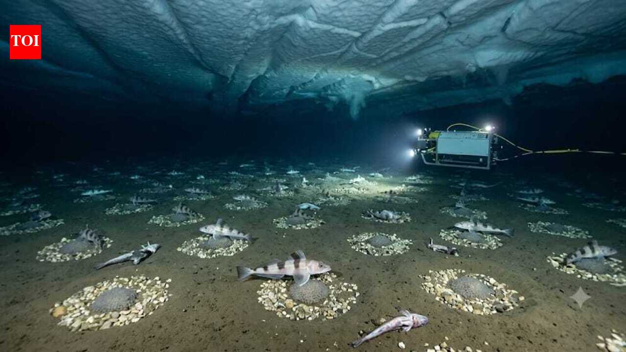 Scientists discovered an underwater city of 60-million fish nests beneath Antarctica's ice shelf