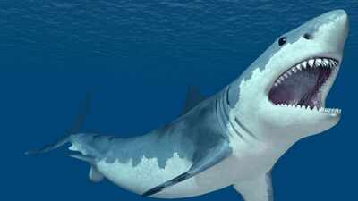 5 Wild Shark secrets no one told you!