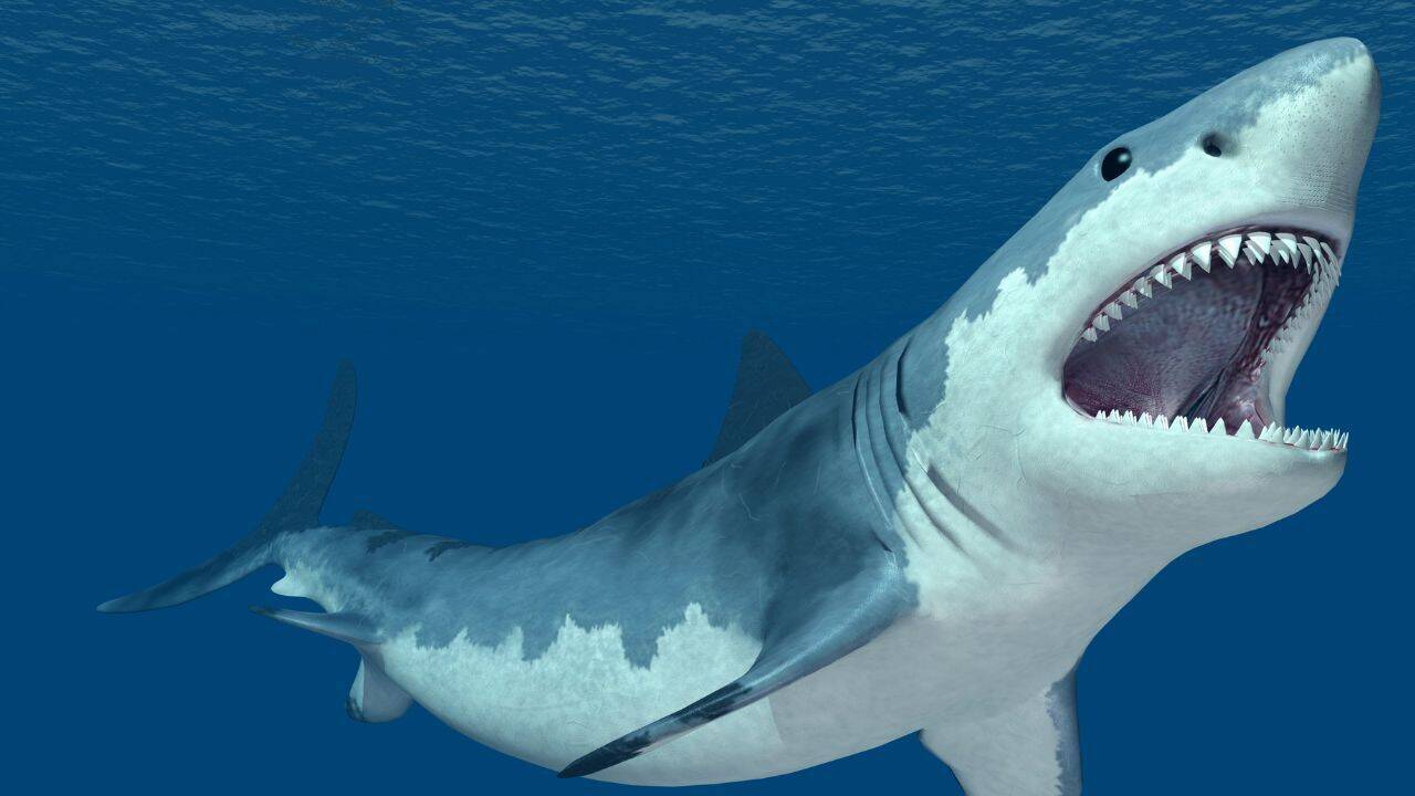 5 Wild Shark secrets no one told you!
