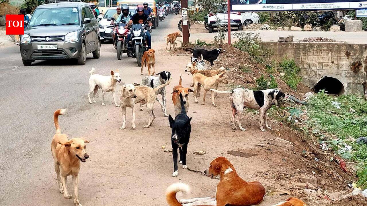 45 bitten by suspected rabid dog as it runs through Madurai