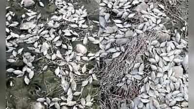 Monsoon misery: Thousands of fish die in Koppal as Tungabhadra River runs dry