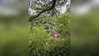 Haryana maps 31 sacred groves for conservation, Mahendragarh tops list