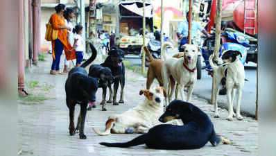NGO halts stray dog sterilisation over pending govt dues
