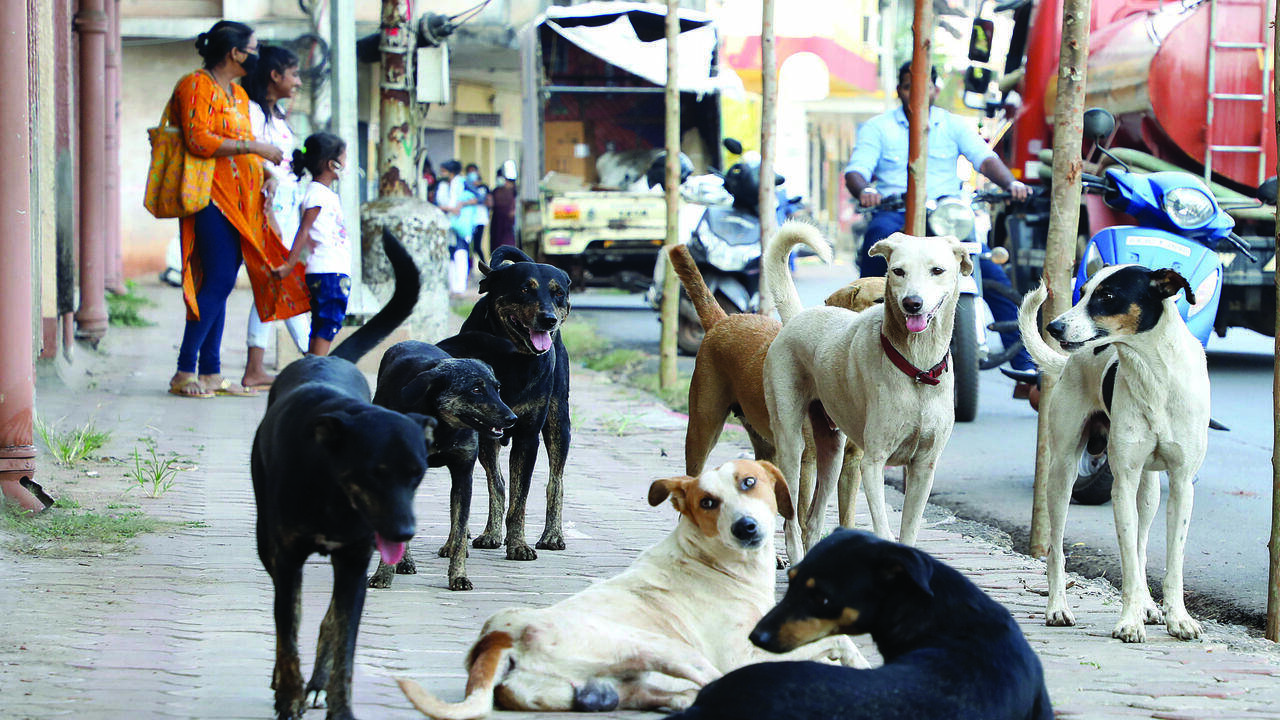 NGO halts stray dog sterilisation over pending govt dues