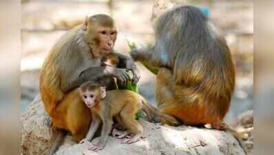 Stray packs and monkey troops leave PGI workforce vulnerable