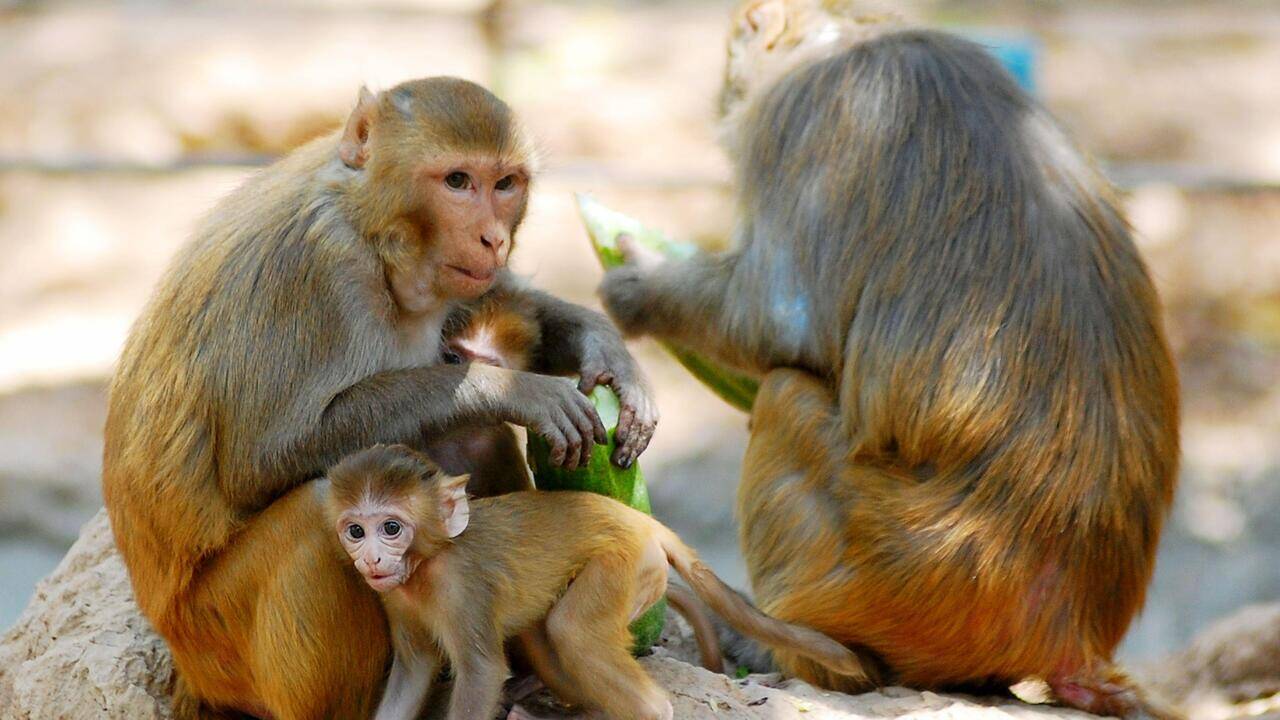 Stray packs and monkey troops leave PGI workforce vulnerable